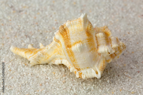 Sea shell on Beach Sand. Close up