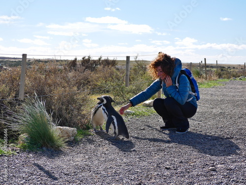 Magellanic penguins on the coast of Patagonia Argentina.