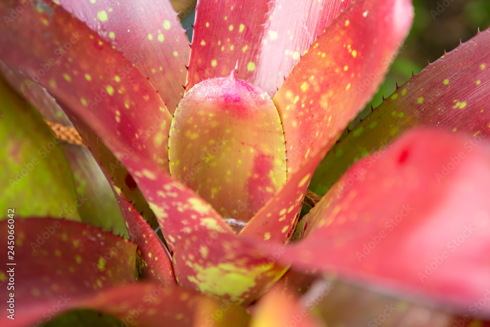 Thorn in Bromeliad tree ( Aechmea fasciata, Guzmania, Urn Plant ) in the garden, Close up & Macro shot, Selective focus, Abstract graphic design Thorn in Bromeliad tree ( Aechmea fasciata, Guzmania, Urn Plant ) in the garden, Close up & Macro shot, Selective focus, Abstract graphic design