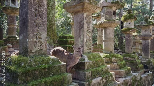 石灯篭から顔を出す小鹿　奈良公園
