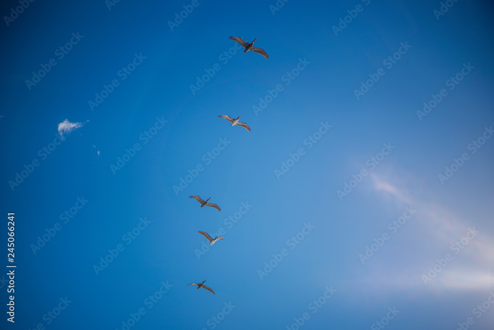 5 Pelicans flying overhead with bright blue sky and clouds