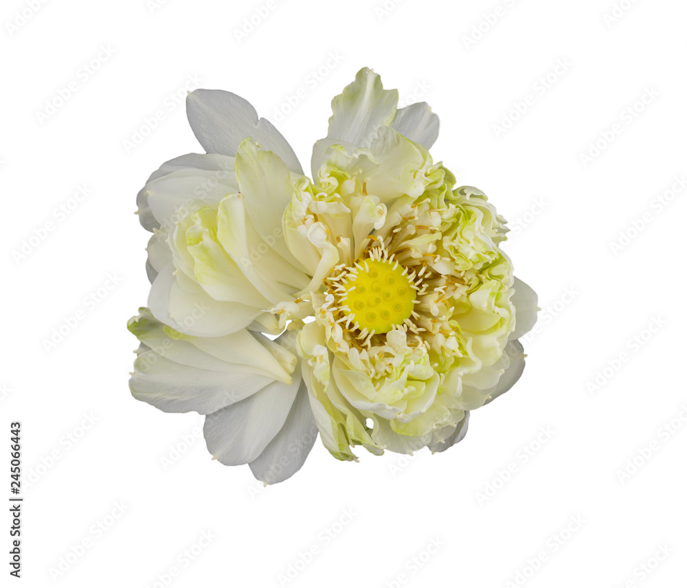Lotus flower bloom isolated on white background