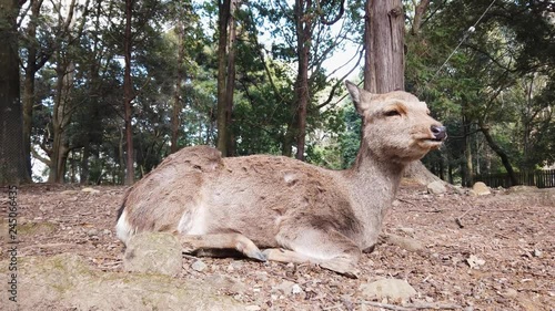反芻する鹿　奈良公園