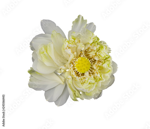 Obraz na płótnie Lotus flower bloom isolated on white background w salonie