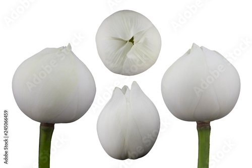 white lotus flower bud isolated on white background