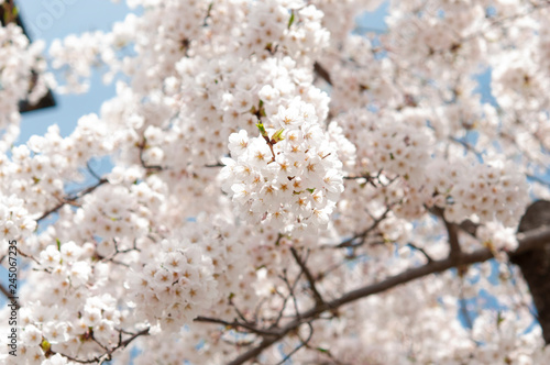 桜の花 © ak