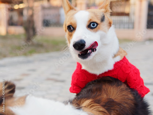 Cute black headed tricolor welsh corgi pembroke dog with red sweater try to have sex with a Shetland sheepdog  funny expression make me laugh.