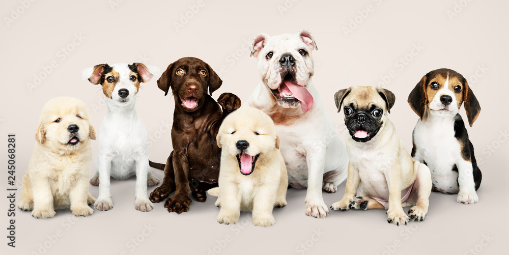 Group portrait of adorable puppies - obrazy, fototapety, plakaty 
