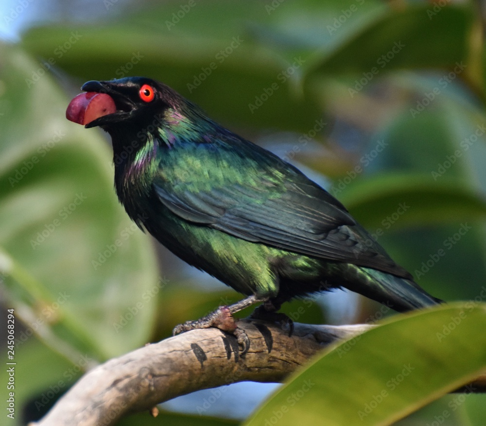 The metallic starling (Aplonis metallica), also known as the shining starling, is a bird in the starling family native to the Moluccas, New Guinea, Queensland and the Solomon Islands. The metallic starling (Aplonis metallica), also known as the shining starling, is a bird in the starling family native to the Moluccas, New Guinea, Queensland and the Solomon Islands.