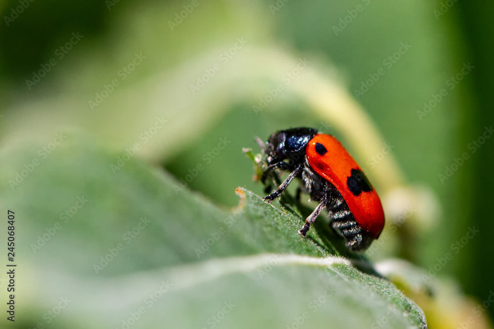 Fototapeta premium Zweipunkt Fallkäfer