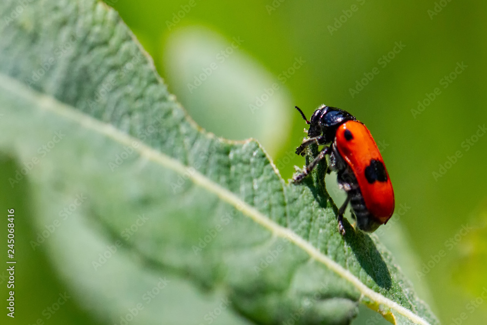 Fototapeta premium Zweipunkt Fallkäfer