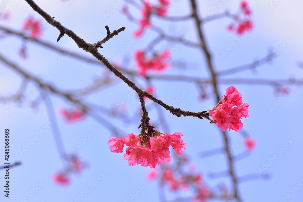 Full bloom cherry blossoms in Taiwan Full bloom cherry blossoms in Taiwan