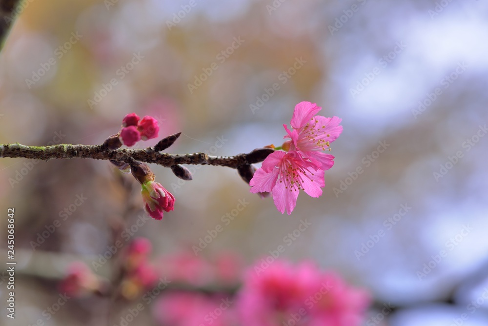 Full bloom cherry blossoms in Taiwan Full bloom cherry blossoms in Taiwan