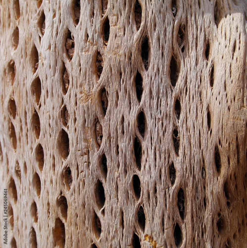 Textures of dry cactus woods.