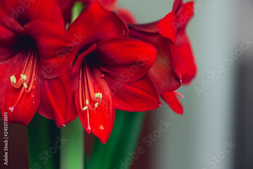 bouquet of large red blooming flowers photo