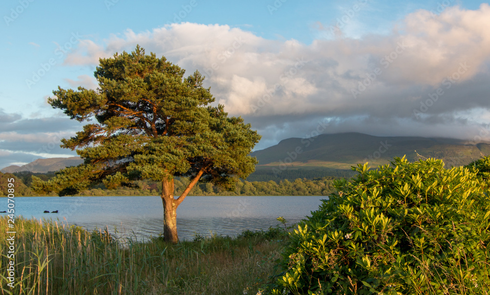 Tree at sunset in front of McCarthy Mor Irish castle ruins at Lough Leane on the Ring of Kerry in Killarney Ireland