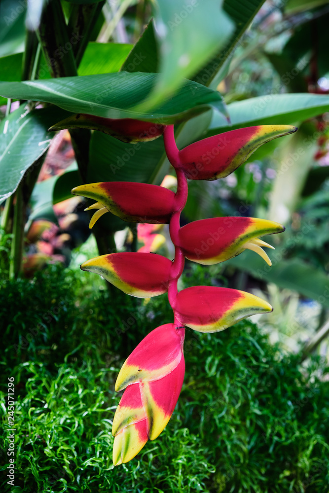 Colorful tropical flower. Heliconia bihai (Red palulu) flower. Close-up. Beautiful and bright flowers of Sri Lanka. Colorful tropical flower. Heliconia bihai (Red palulu) flower. Close-up. Beautiful and bright flowers of Sri Lanka.