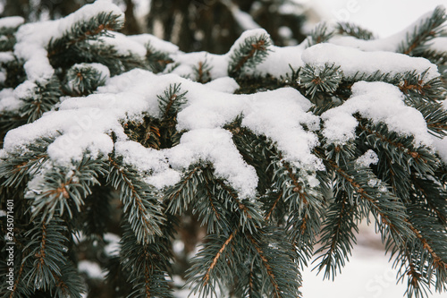 Pine tree covered in snow