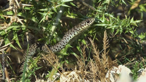 A non-toxic Croatian snake lurks well camouflaged and almost motionless in the bushes and thistles on prey photo