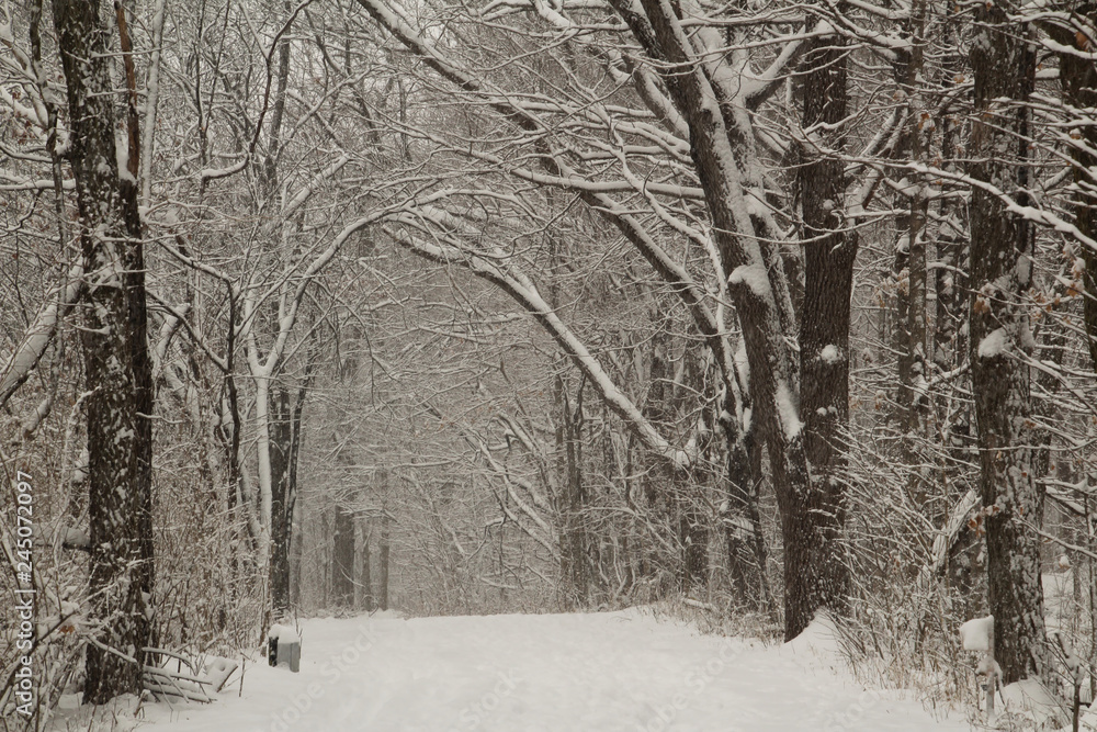 Wooded Path in the Snow