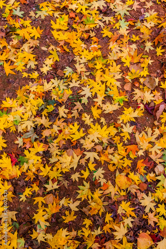 Yellow maple leaf in autumn Yellow maple leaf in autumn