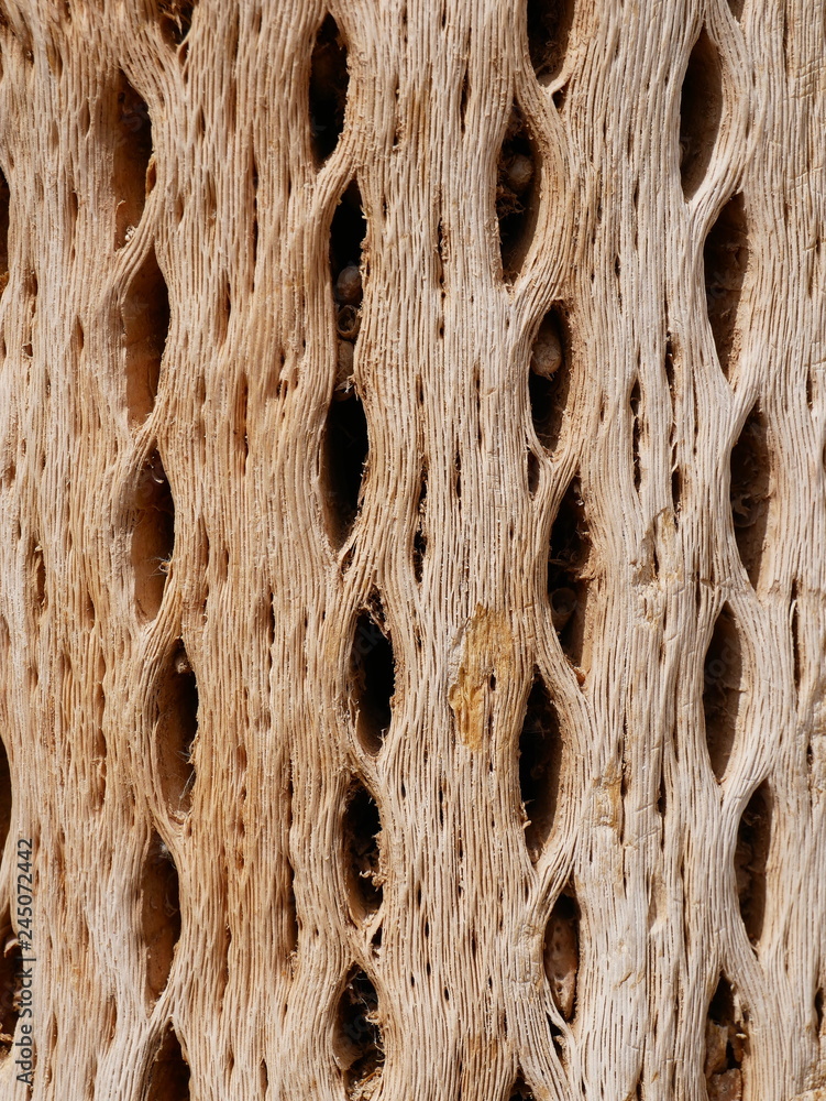 Textures of dry cactus woods.