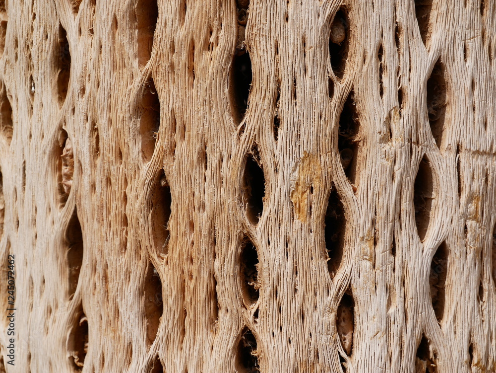 Textures of dry cactus woods.