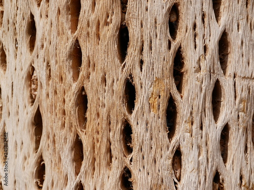 Obraz na płótnie Textures of dry cactus woods. w salonie