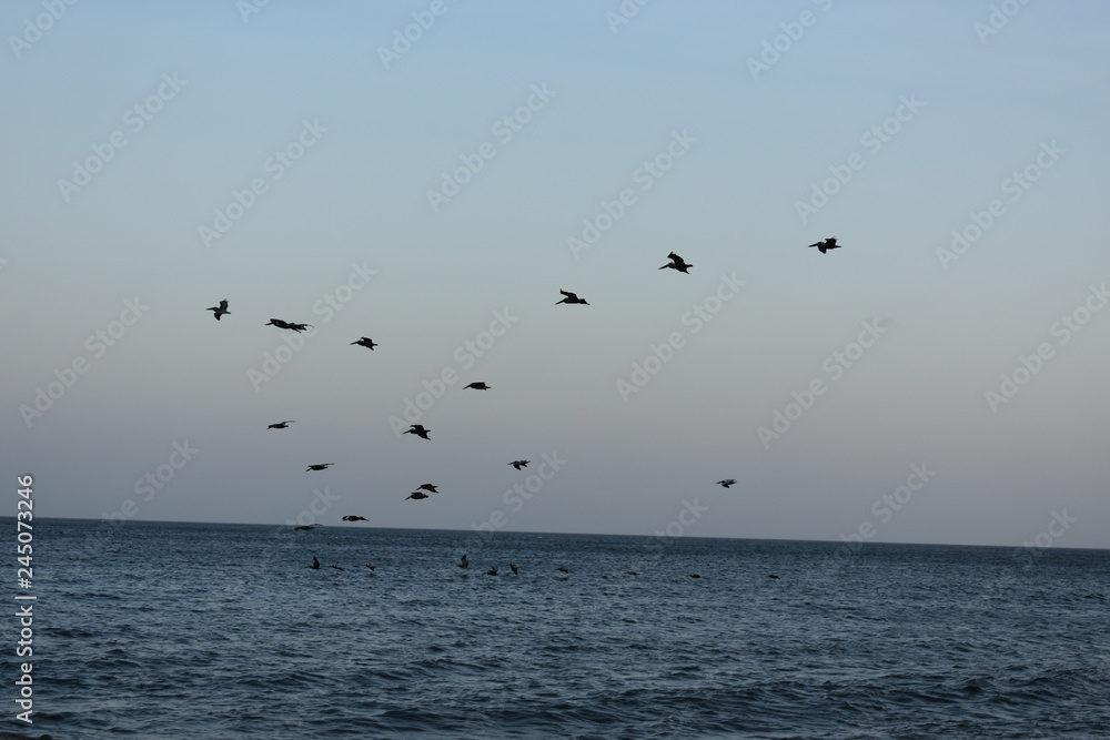 birds flying ocean