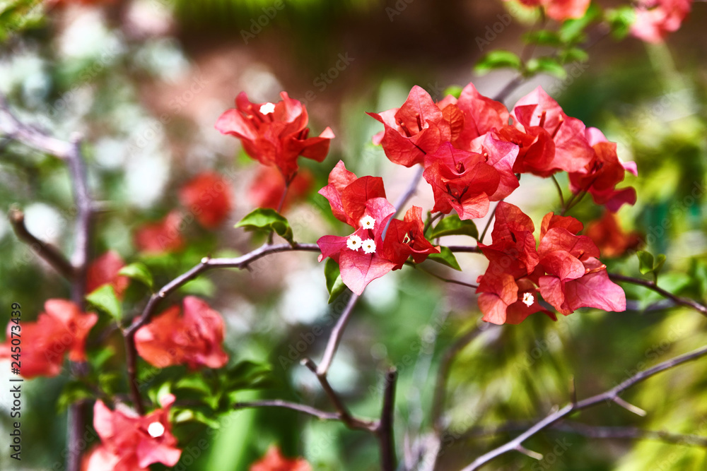 Obraz premium Red bougainvillea spectabilis flower. Exotic rare colorful tropical flowers. Close-up. Beautiful and bright flowers of Sri Lanka. 