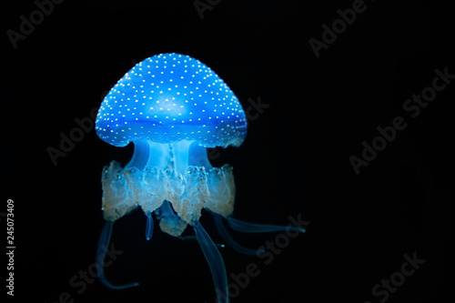 Spotted jellyfish swimming 