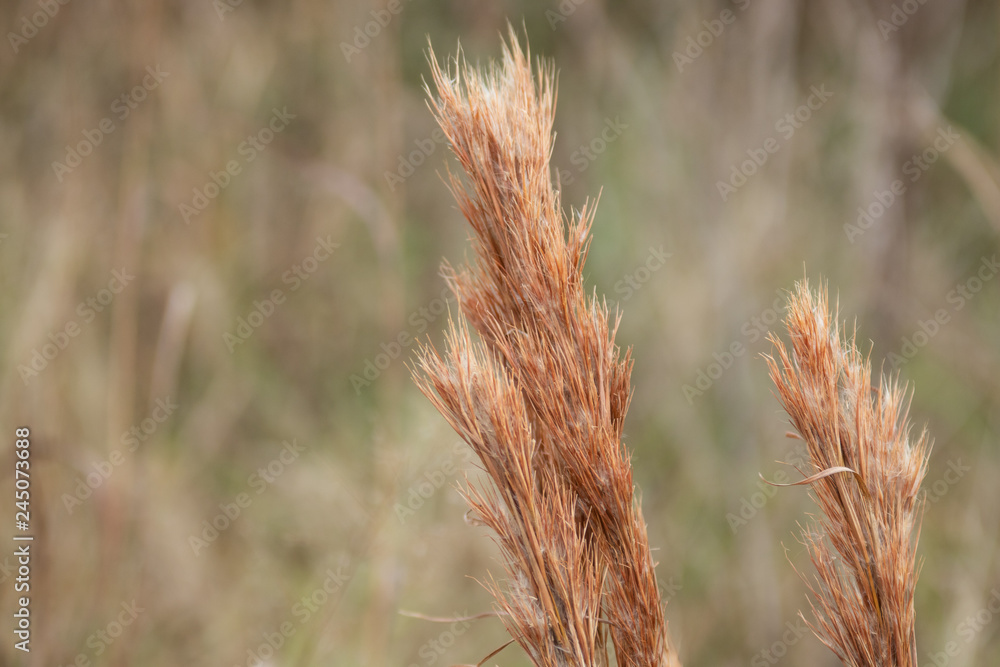 Wheat in a Field on a Sunny Day Wheat in a Field on a Sunny Day