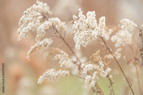 White Flowers on a Brown Background