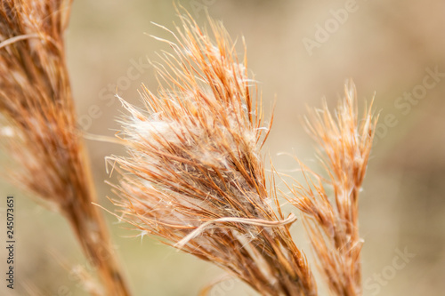 Wheat Growing in a Field on a Sunny Day