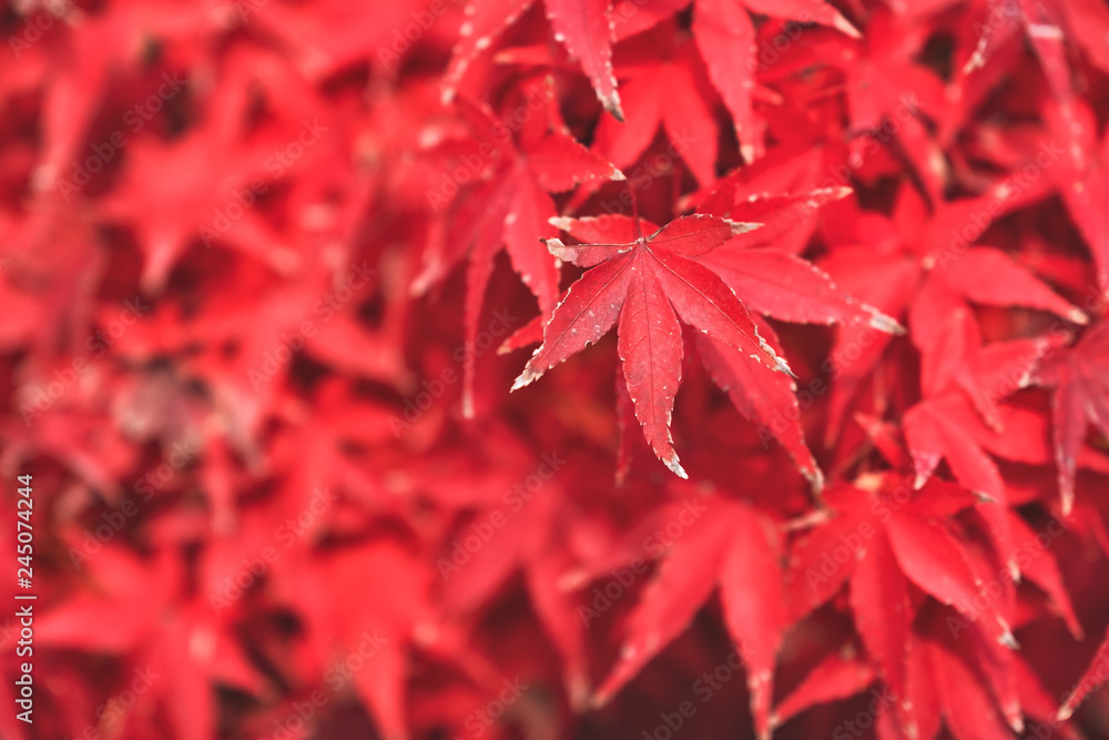 Closeup image of red maple leaves in autumn Closeup image of red maple leaves in autumn