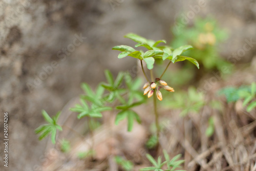 Macro shooting of plants in the mountains. Yellow flowers. Snowdrops. Stones covered with green moss. Small shoots of plants. Stones in the grass. Dry twigs lying on the ground. photo