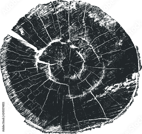 Tree Stump