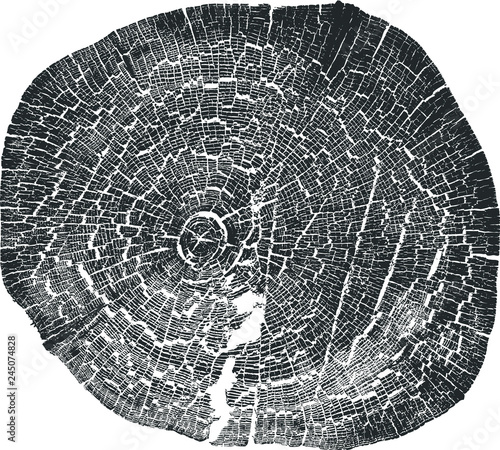 Tree Ring