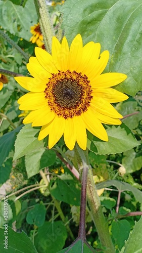 Sunflower blooming volume 99²5555