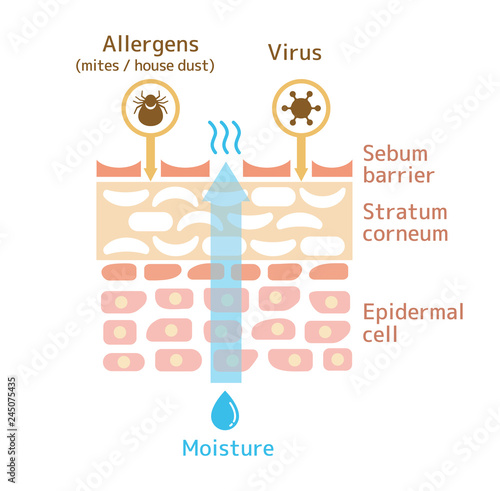 Sectional view of the skin. wounded skin illustration.