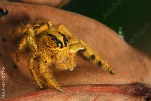 close up golden-black jumping spider on dry leaf