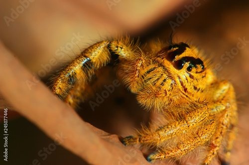 close up golden-black jumping spider on dry leaf