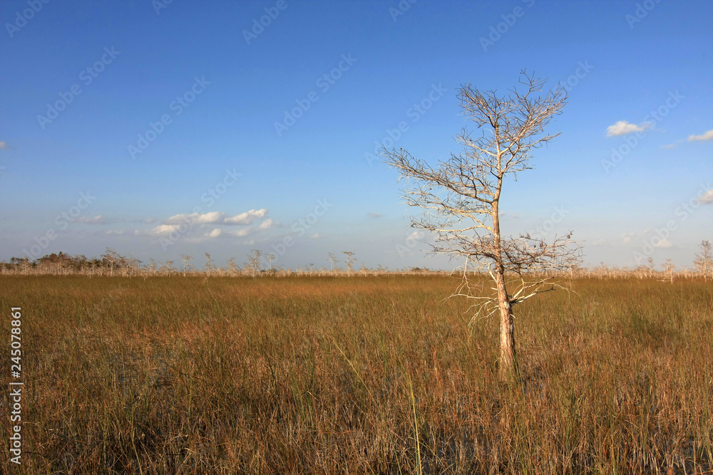 Dwarf Cypress Trees the sawgrass prairie of Everglades National Park, Florida. Dwarf Cypress Trees the sawgrass prairie of Everglades National Park, Florida.