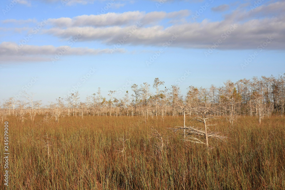 Dwarf Cypress Trees the sawgrass prairie of Everglades National Park, Florida. Dwarf Cypress Trees the sawgrass prairie of Everglades National Park, Florida.