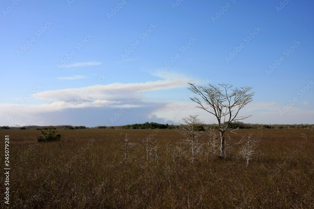 Dwarf Cypress Trees the sawgrass prairie of Everglades National Park, Florida.