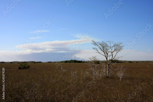 Dwarf Cypress Trees the sawgrass prairie of Everglades National Park, Florida.