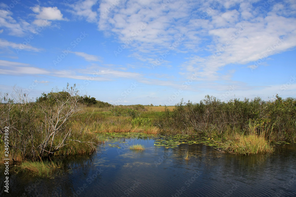 Everglades National Park waterscape along the Anhinga Trail.