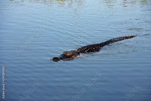 American Alligator, Alligator mississippiensis, swimming alongside the Anhinga Trail in Everglades National Park, Florida.