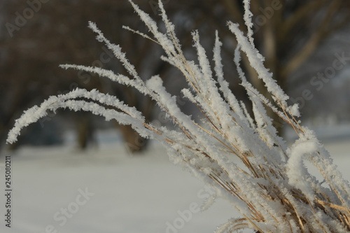 frost on branches