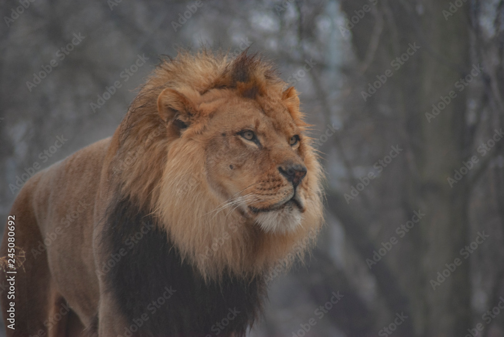 male lion in the snow